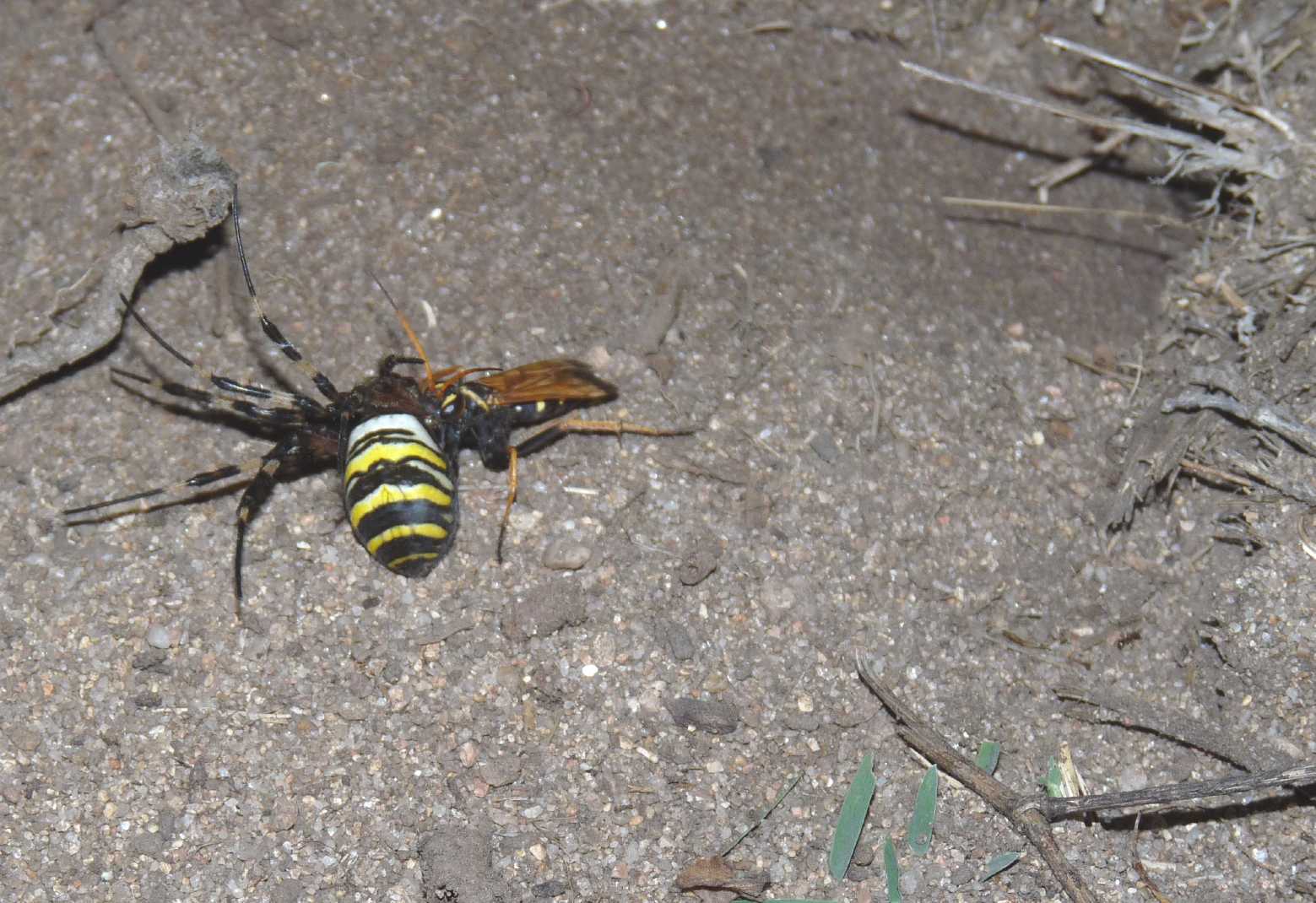 Batozonellus lacerticida con Argiope bruennichi